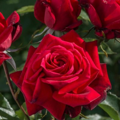 Роза Руби Вединг Роза Руби Вединг - Dolina-Sad.Ru