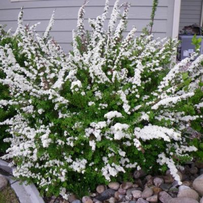Спирея ниппонская Сноумаунд Спирея ниппонская Сноумаунд фото