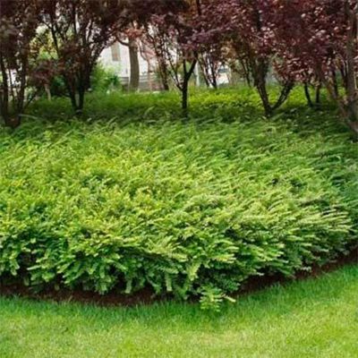 Жимолость шапочная - Dolina-Sad.Ru