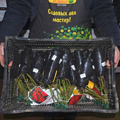 Роза Блек Форест Роуз - Dolina-Sad.Ru