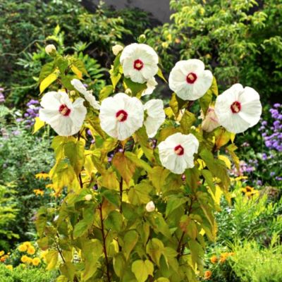 Гибискус Олд Елла Гибискус Олд Елла - Dolina-Sad.Ru