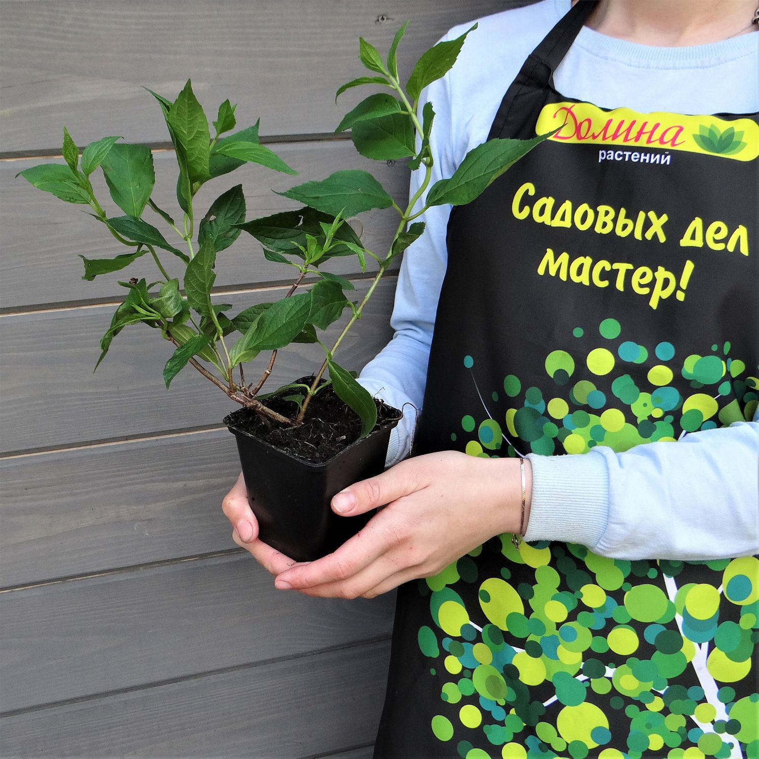 Гортензия метельчатая Граффити Гортензия метельчатая Граффити фото