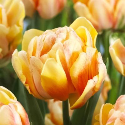 Тюльпан Фокси Фокстрот Тюльпан Фокси Фокстрот фото