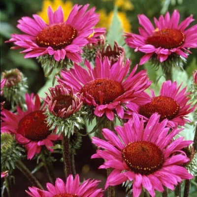 Эхинацея пурпурная Винтаж Вайн - Dolina-Sad.Ru