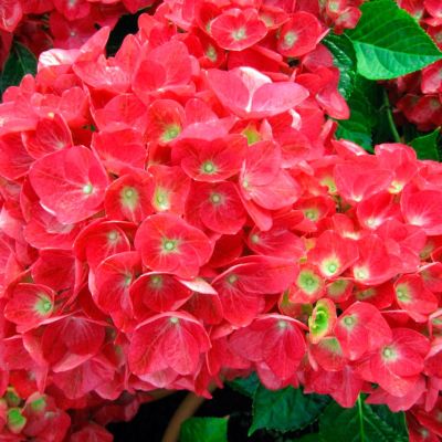 Гортензия крупнолистная Дорис - Dolina-Sad.Ru
