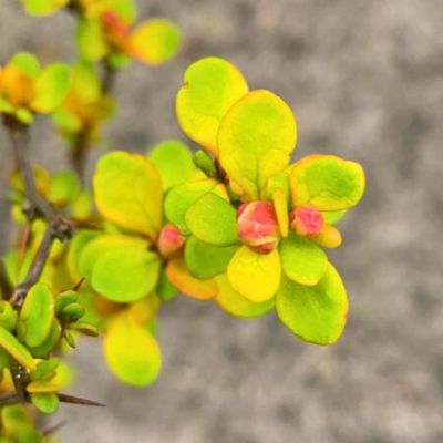 Барбарис Тунберга Неон Голд Барбарис Тунберга Неон Голд - Dolina-Sad.Ru