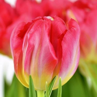 Тюльпан Флеш Поинт фото