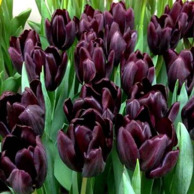 Тюльпан Блэкджек Тюльпан Блэкджек фото