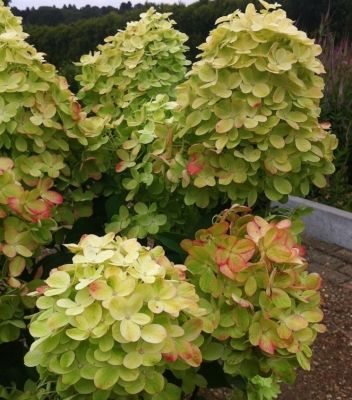 Гортензия метельчатая Граффити Гортензия метельчатая Граффити фото