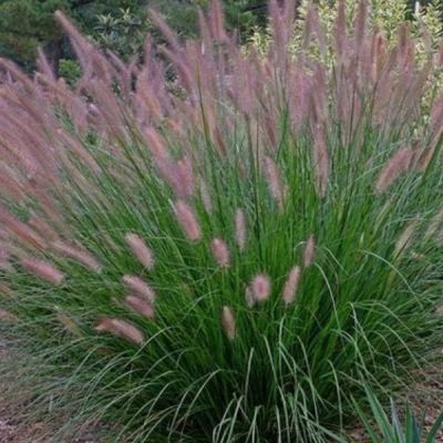 Пеннисетум лисохвостый Фокстрот Пеннисетум лисохвостый Фокстрот - Dolina-Sad.Ru