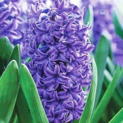 Гиацинт Блю Трофи Гиацинт Блю Трофи - Dolina-Sad.Ru