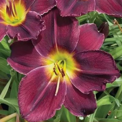 Лилейник Черный принц Лилейник Черный принц фото