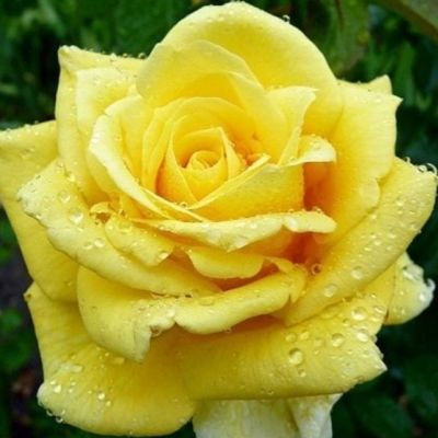 Роза Кронос Роза Кронос - Dolina-Sad.Ru