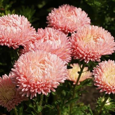 Астра низкорослая Лососевый ковер Астра низкорослая Лососевый ковер фото