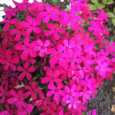 Флокс Дугласа Крекерджек , P9 фото