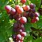 Виноград Кардинал - Dolina-Sad.Ru