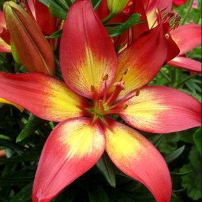 Лилия Изи Дрим Лилия Изи Дрим - Dolina-Sad.Ru