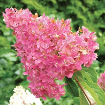 Гортензия метельчатая Мега Минди, С3 - Dolina-Sad.Ru
