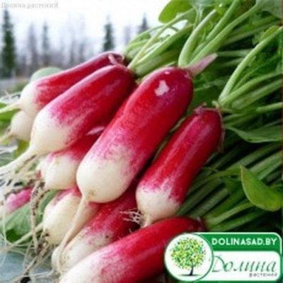 Редис Французский Завтрак Редис Французский Завтрак фото