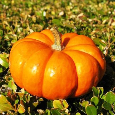Тыква Витаминная фото
