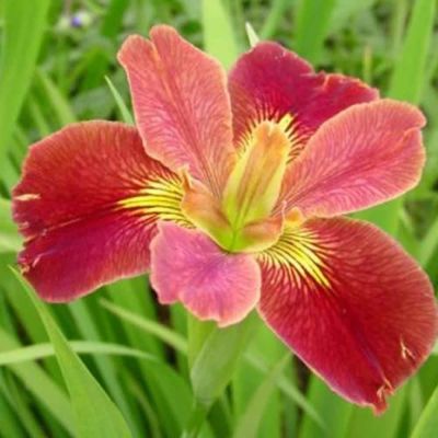 Ирис Болд Претендер Ирис Болд Претендер фото