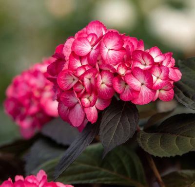 Гортензия крупнолистная Эклипс Гортензия крупнолистная Эклипс - Dolina-Sad.Ru