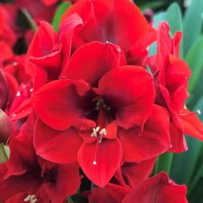 Амариллис Лайон Кинг - Dolina-Sad.Ru