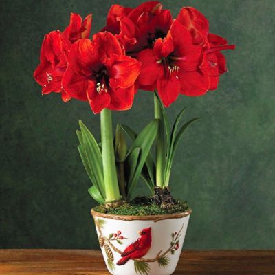 Амариллис Лайон Кинг - Dolina-Sad.Ru