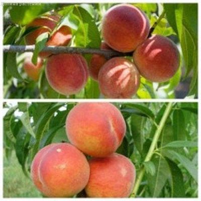 Комплект Персик Ред Хейвен+Абрикос Триумф северный Комплект Персик Ред Хейвен+Абрикос Триумф северный фото