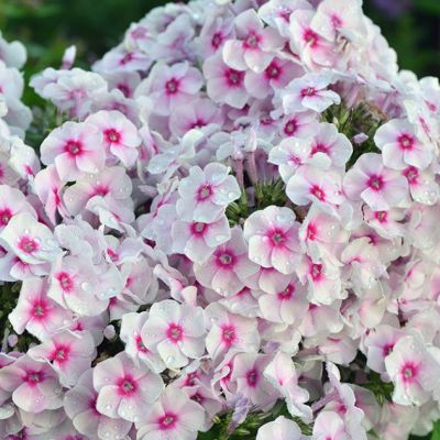 Флокс метельчатый Граф Цеппелин , C2 Флокс метельчатый Граф Цеппелин , C2 фото