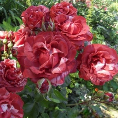 Роза Брауни Роза Брауни - Dolina-Sad.Ru