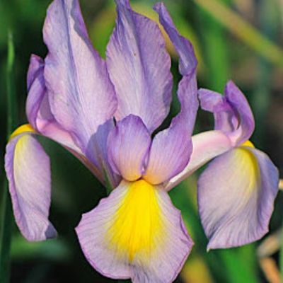 Ирис Росарио Ирис Росарио - Dolina-Sad.Ru