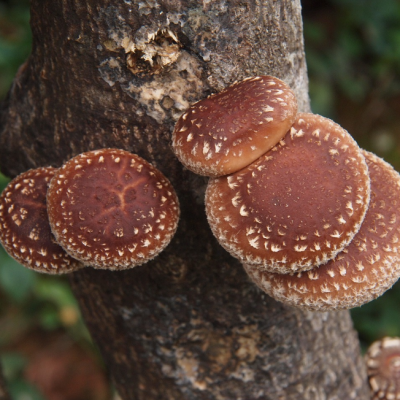 Шиитаке (дер. палочке) Шиитаке (дер. палочке) фото