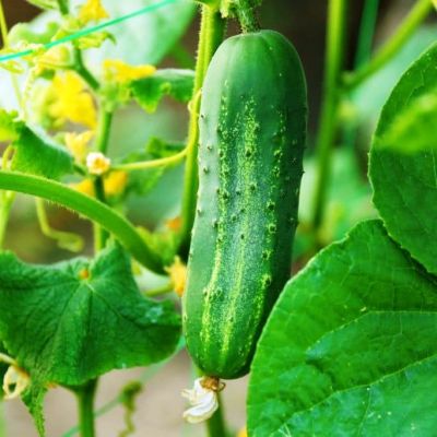 Огурец Конкурент Огурец Конкурент фото