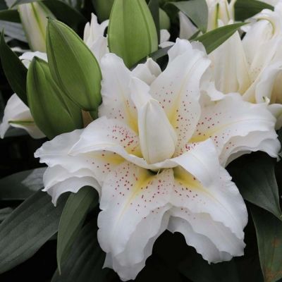 Лилия Роузлили Сита - Dolina-Sad.Ru