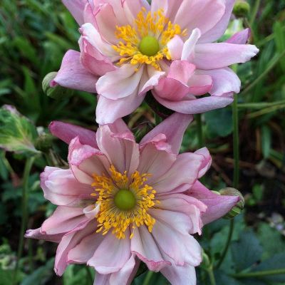 Анемона гибридная Леди Гилмор - Dolina-Sad.Ru