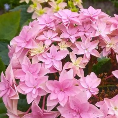 Гортензия крупнолистная Флориа - Dolina-Sad.Ru