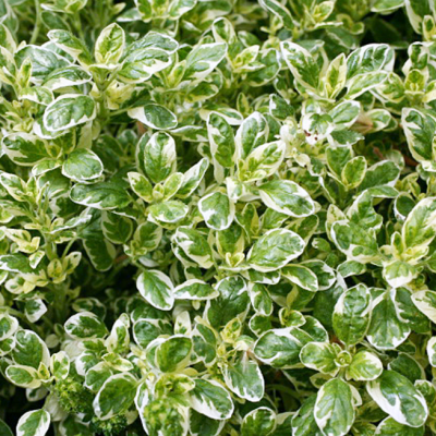 Майоран обыкновенный Кантри Крим Майоран обыкновенный Кантри Крим фото