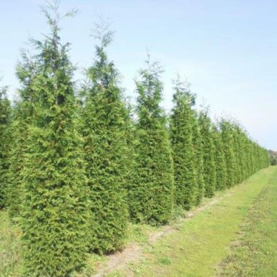 Туя складчатая Эксцелса Туя складчатая Эксцелса - Dolina-Sad.Ru