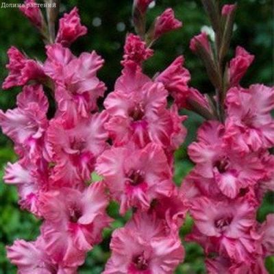 Гладиолус Кингстон Фриззл Гладиолус Кингстон Фриззл фото