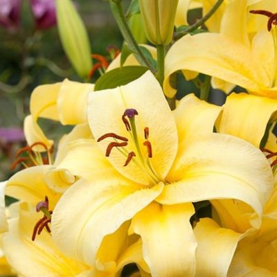 Лилия Элдорет - Dolina-Sad.Ru