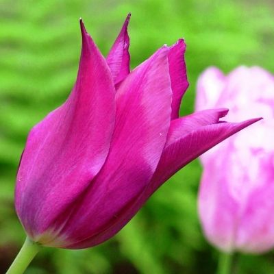 Тюльпан Пурпл Дрим Тюльпан Пурпл Дрим фото