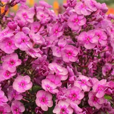 Флокс Паникулата Смоки Флокс Паникулата Смоки фото