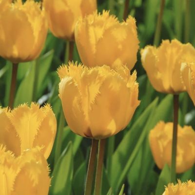 Тюльпан Кристал Стар Тюльпан Кристал Стар - Dolina-Sad.Ru