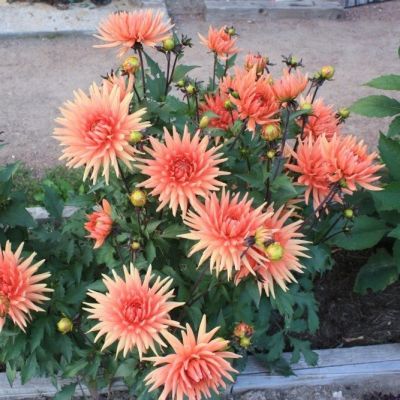 Гергина Парк Рекорд Гергина Парк Рекорд - Dolina-Sad.Ru