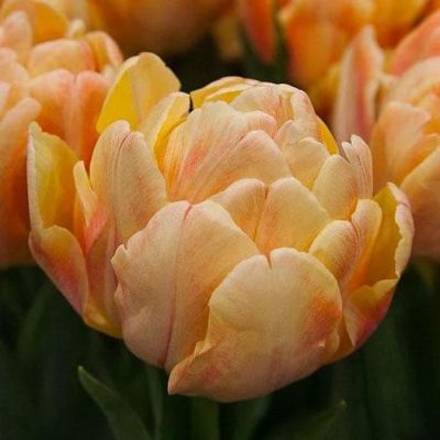 Тюльпан Фокси Фокстрот Тюльпан Фокси Фокстрот фото