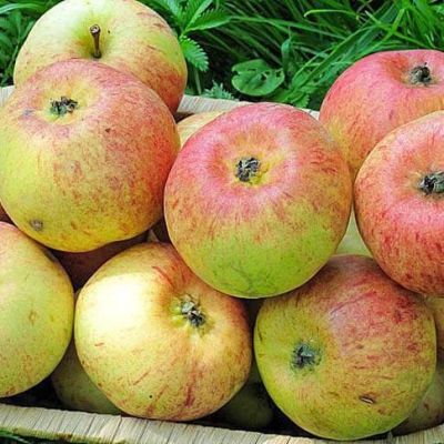 Яблоня Конфетная/Летняя Яблоня Конфетная/Летняя фото