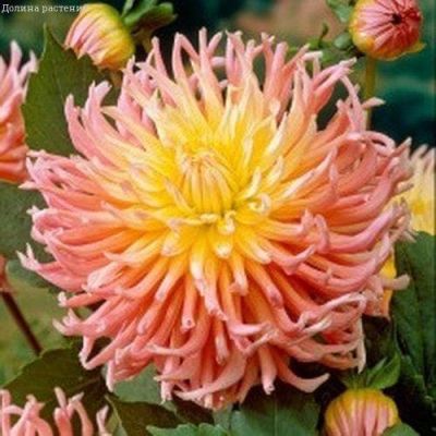 Георгина Априкот Стар Георгина Априкот Стар фото