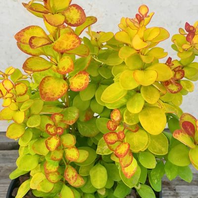 Барбарис Тунберга Неон Голд Барбарис Тунберга Неон Голд - Dolina-Sad.Ru