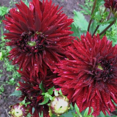 Георгина Кенора Макоп Георгина Кенора Макоп фото